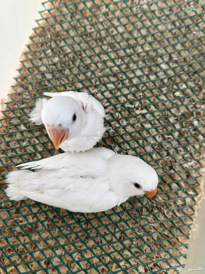 فروخ روز ألبينو 3