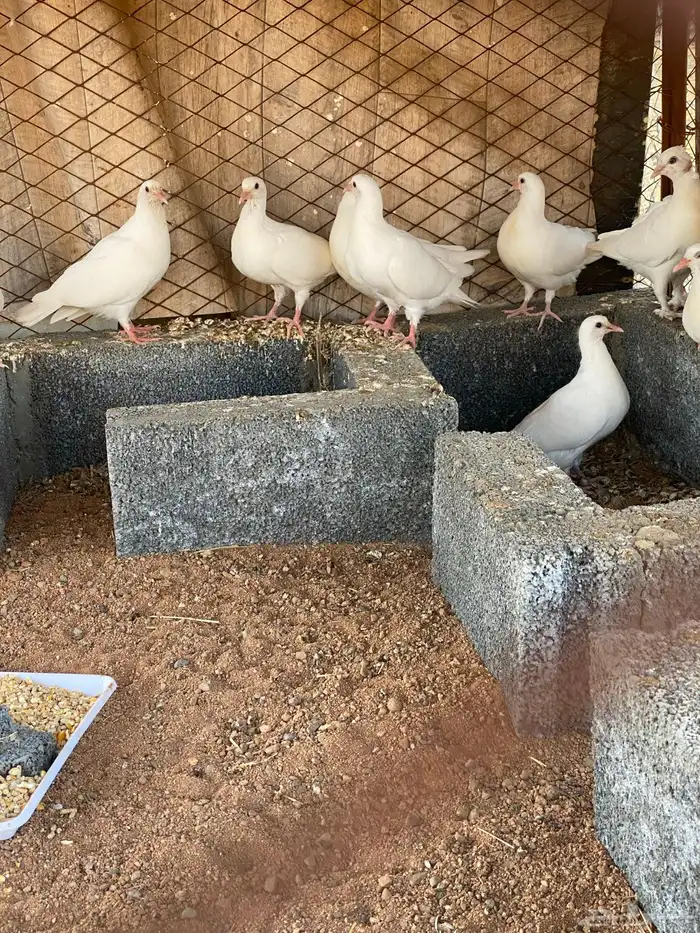 حمام فرنسي 1