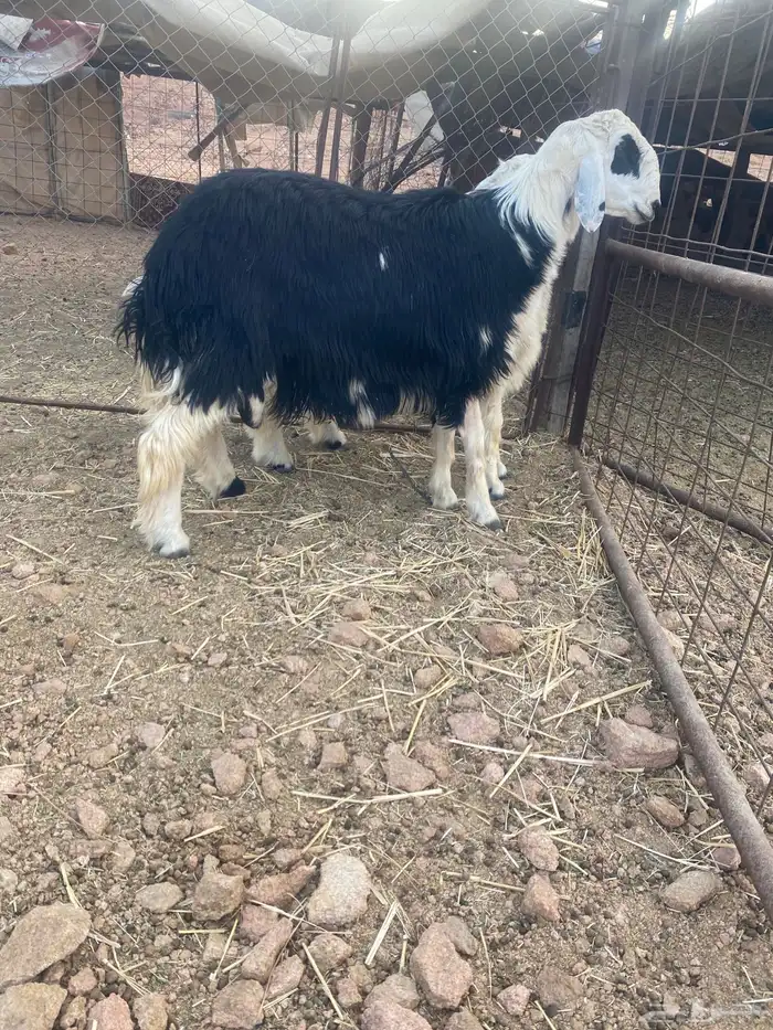 طلي نجدي 0