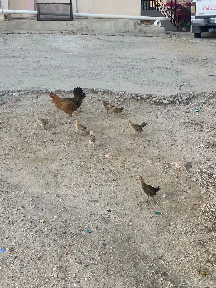 دجاجه بلدي 3