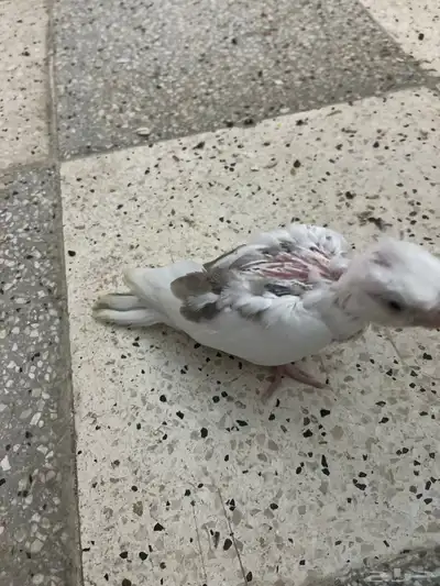 فروخ كروان هافي بايد 9