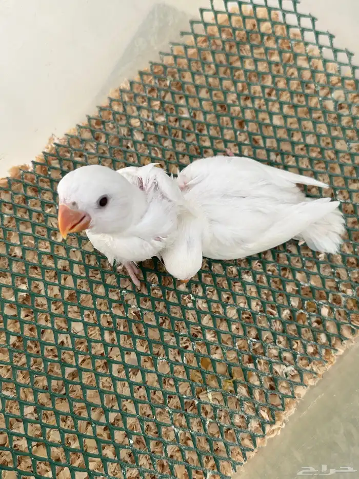 فروخ روز ألبينو 1