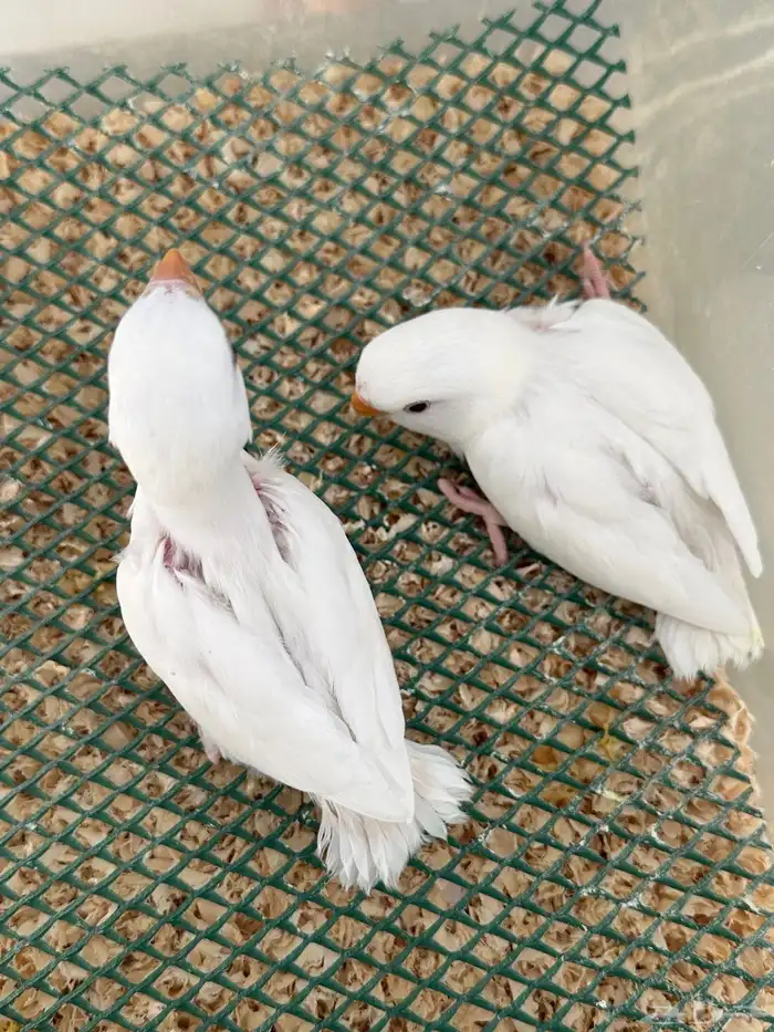 فروخ روز ألبينو 0