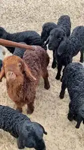 مطلوب ضان عربيه وطلي 1