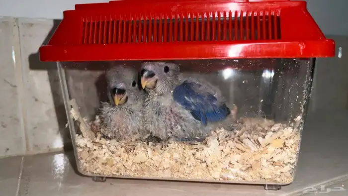 روز غر فايلوت ازرق 1