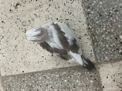 فروخ كروان هافي بايد 6