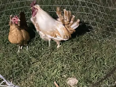 دجاج عربي او حباحب 1