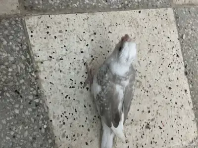 فروخ كروان هافي بايد 4