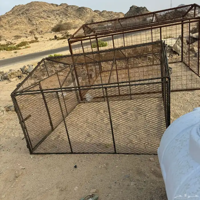 شبوك غنم وابل  تفصيل على حسب طلب العميل 6
