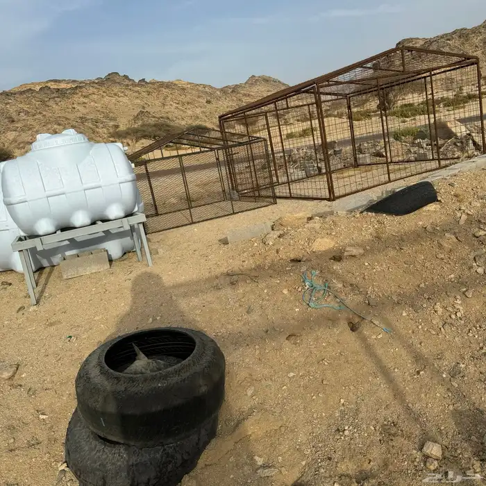 شبوك غنم وابل  تفصيل على حسب طلب العميل 3