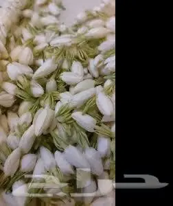 بيع فل بلدي الفاخر ابوعريش قرية رماده خلف الجربة 2