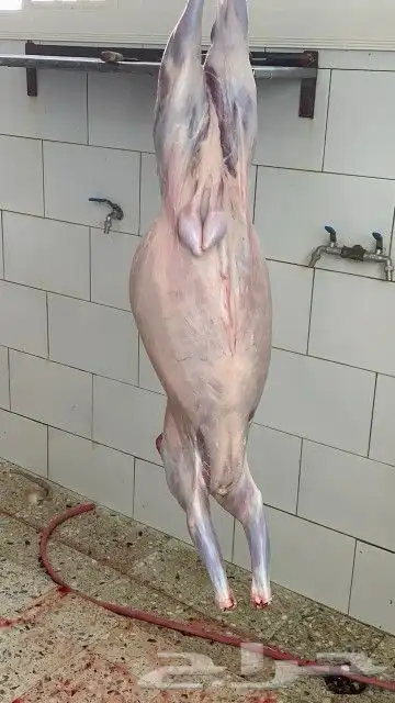 ذبايح مزرعة مرابي عسير 18