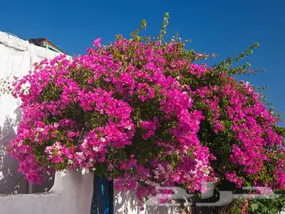 شجرة الجهنمية المتميزة بالورد الكثيف 2