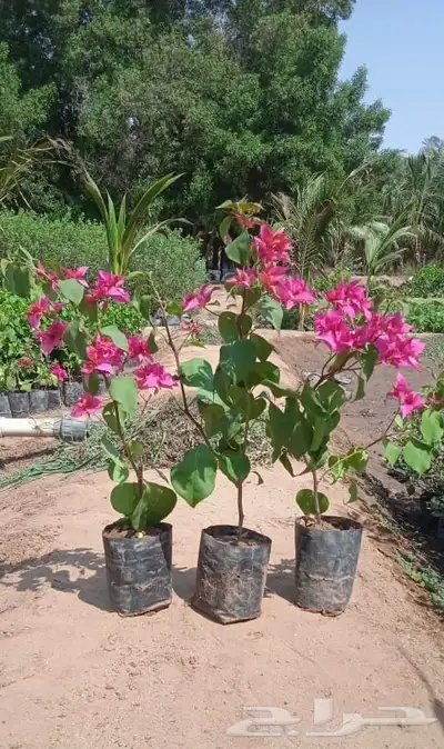 شجرة الجهنمية المتميزة بالورد الكثيف 1