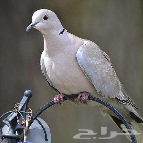 حظيرة يمام النخيل قوقسي ابو طوق بري 0