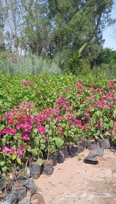 شجرة الجهنمية المتميزة بالورد الكثيف 0