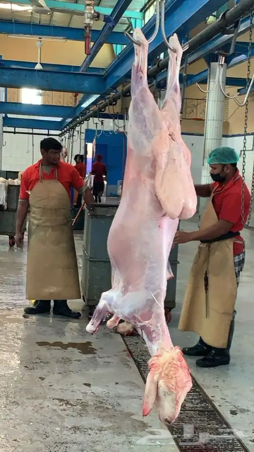 ذبايح مزرعة مرابي عسير 5
