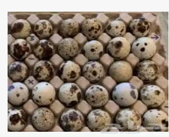 بيض مخصب سمان 1