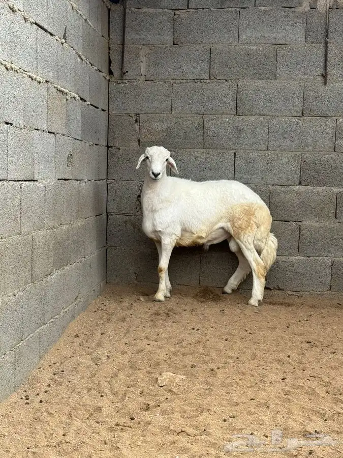 ذبايح مزرعة مرابي عسير 3