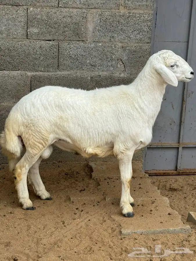 ذبايح مزرعة مرابي عسير 4