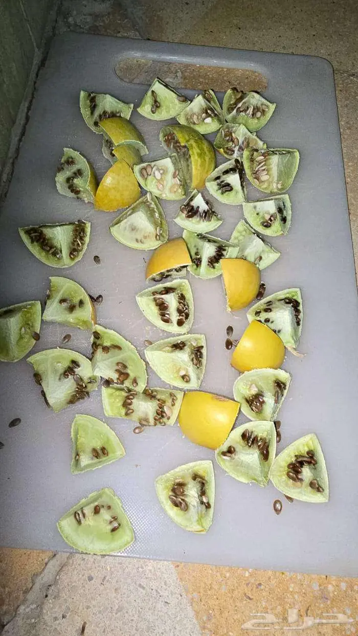حنظل حدج شري حدق لعلاج الركبة وآلام المفاصل 1