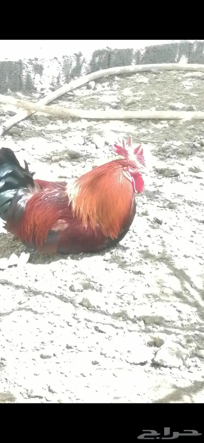 ديك بلدي عربي 10حبات. (تم البيع ) 3