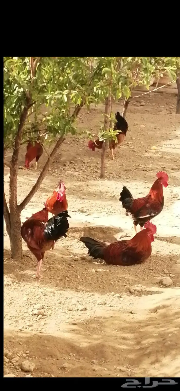 ديك بلدي عربي 10حبات. (تم البيع ) 1