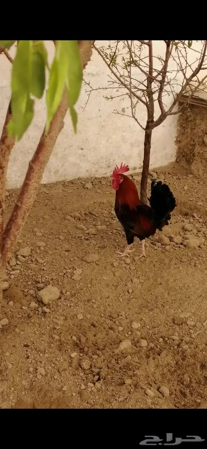 ديك بلدي عربي 10حبات. (تم البيع ) 0