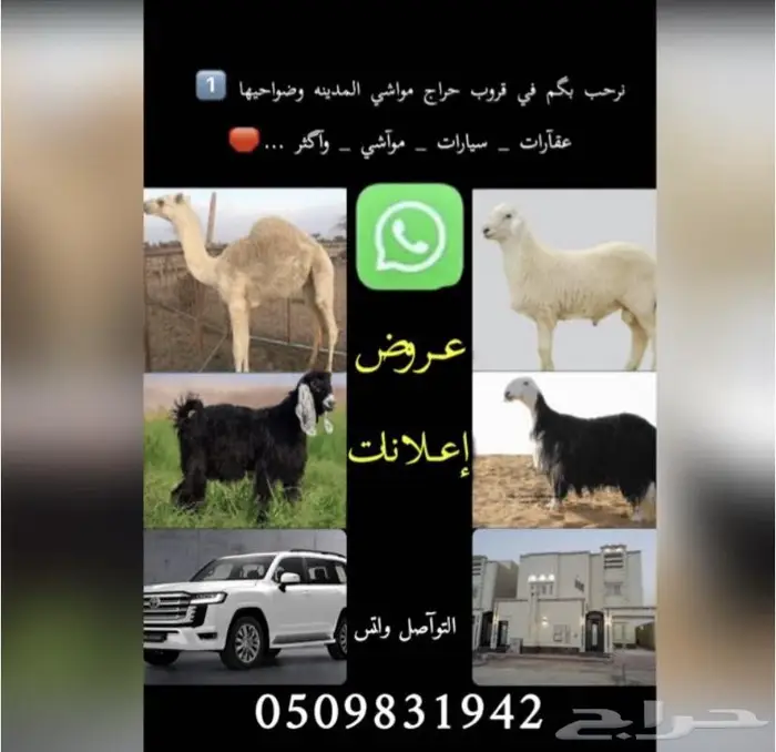 ضان - معزاء - تيوس -جفار - طليان - رخال 0