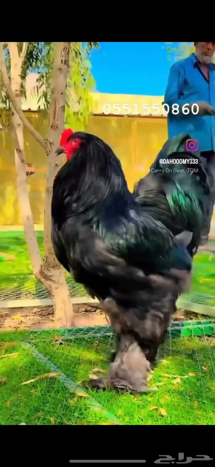 بيض مخصب براهما الماني عملاق 3