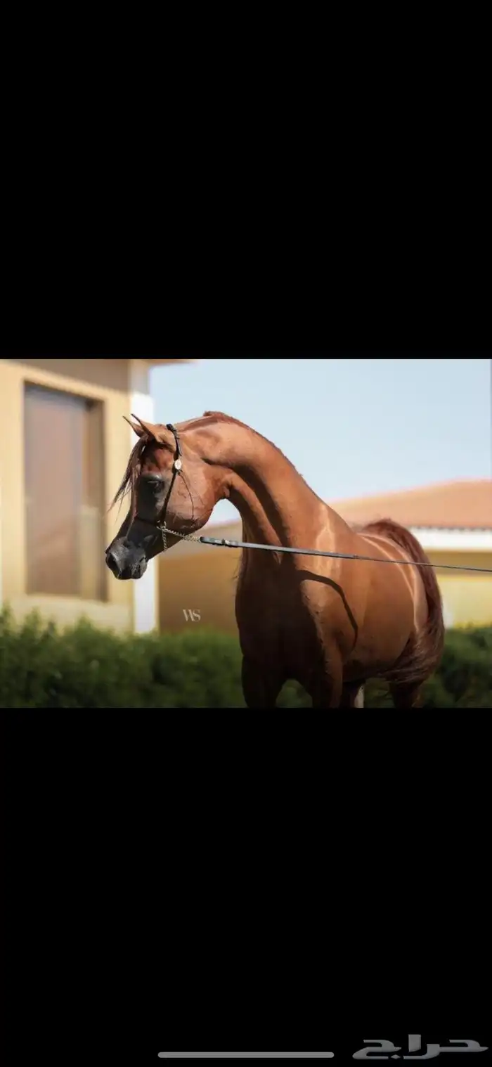 اسطبل خيول للإيجار 0