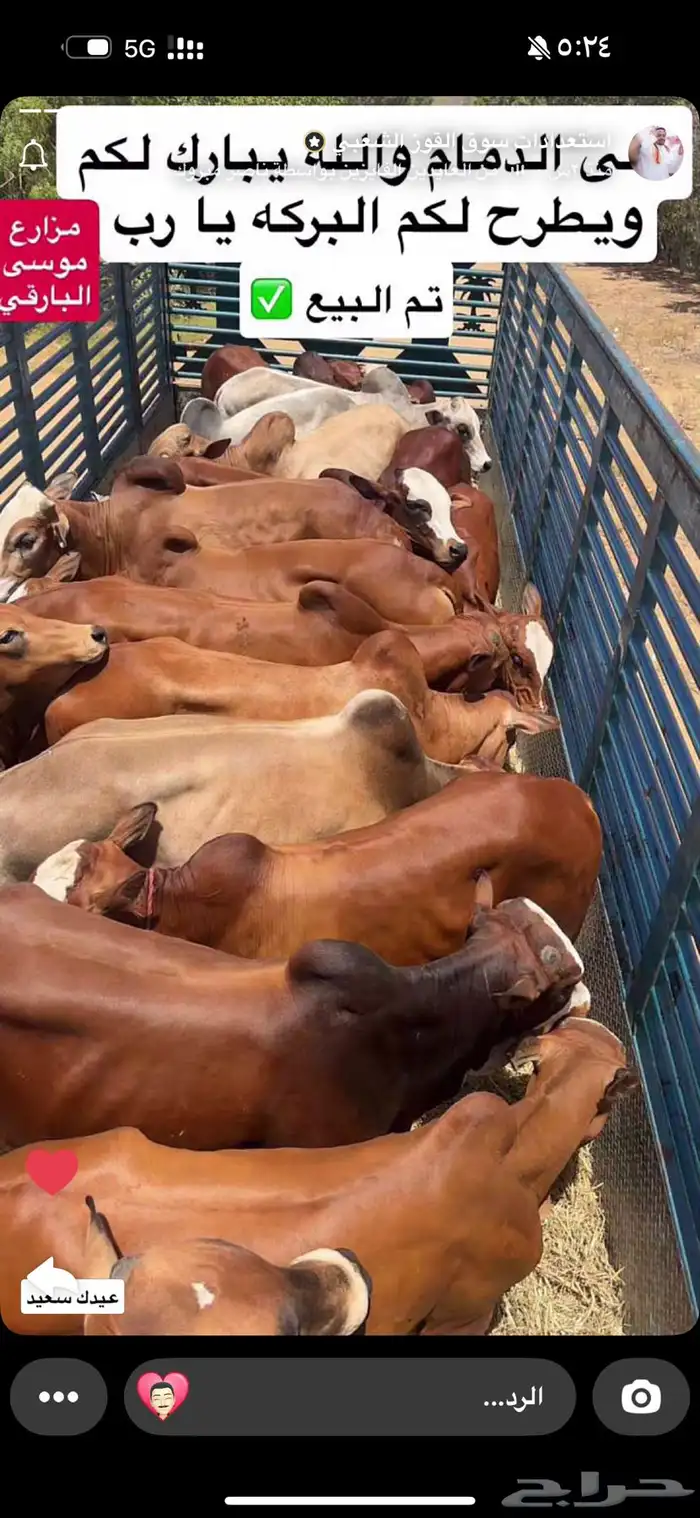 عجول وحسلان بلدي 1