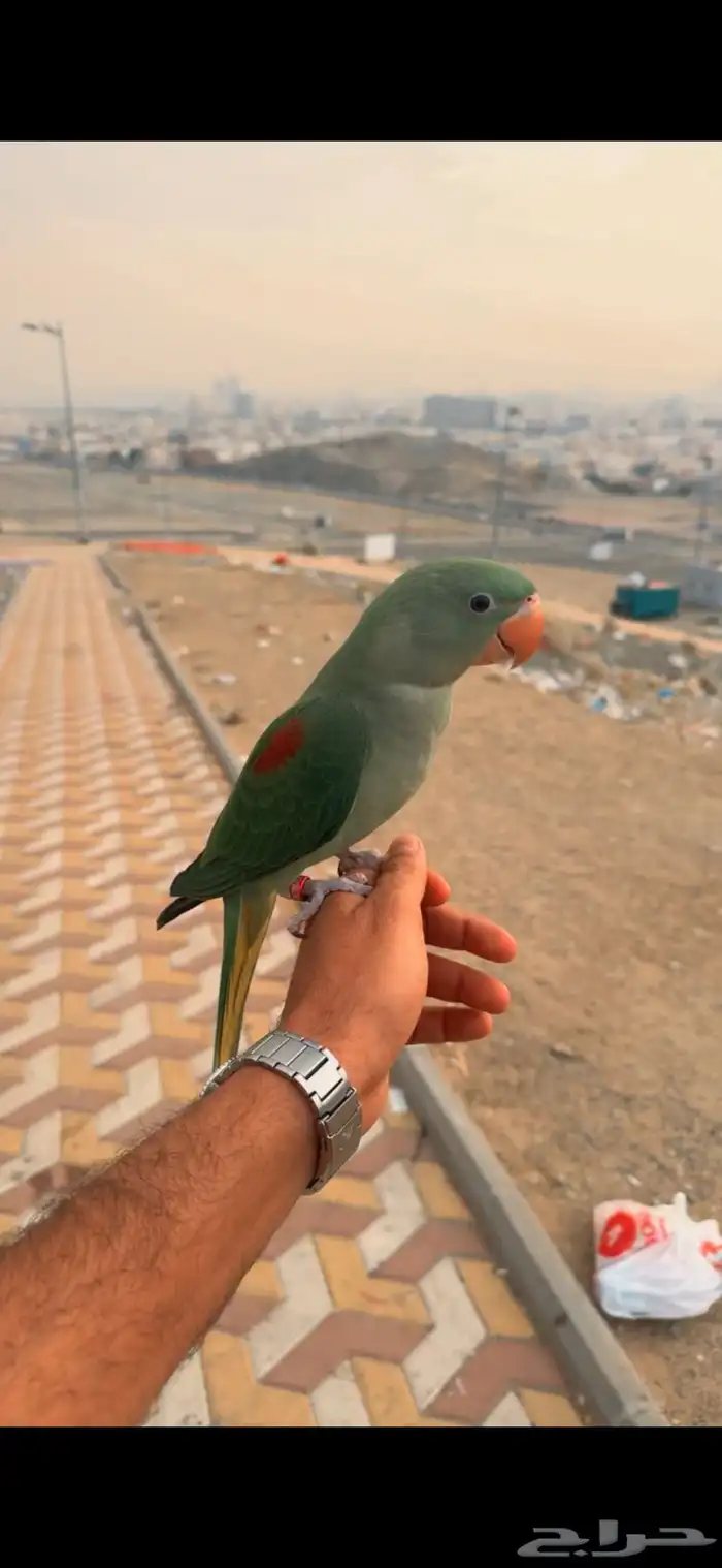 دره هدد خارجي 0