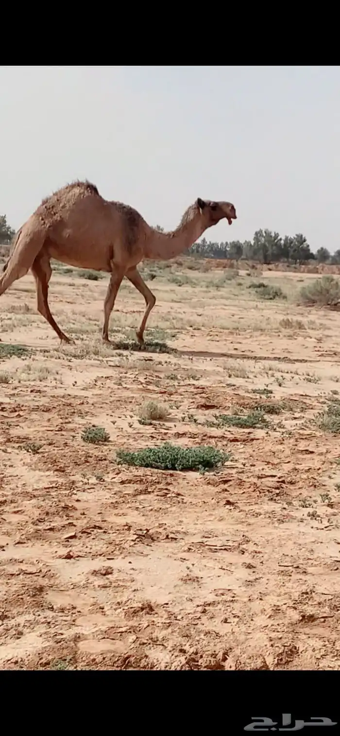الصفراء اللقحه على بعير كفو 0
