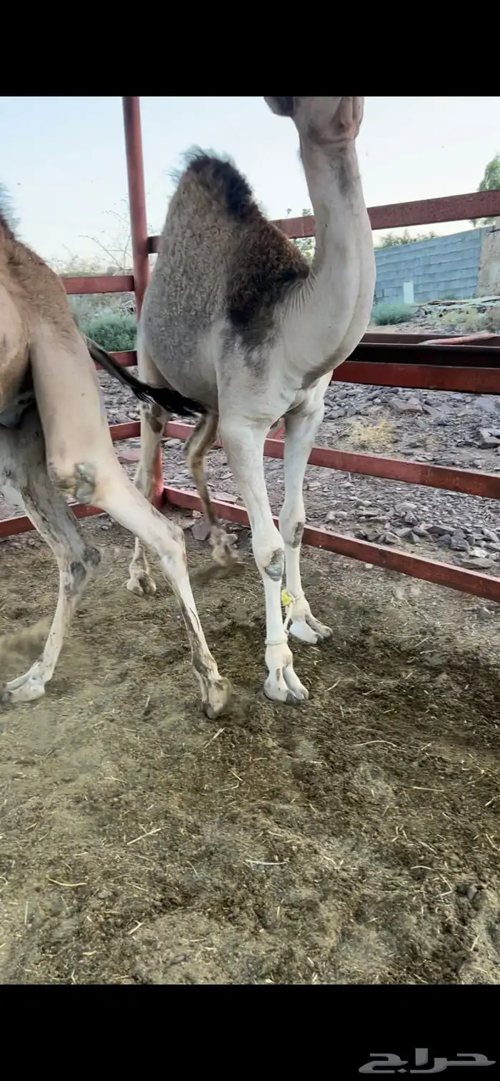 قعدان 2