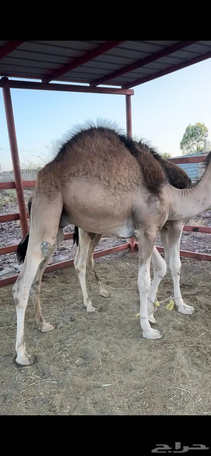 قعدان 0