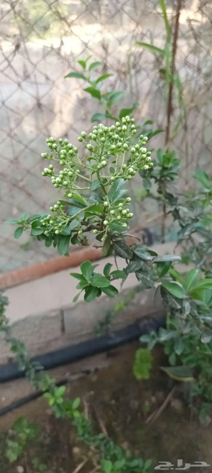 عرض العيد على شتلات العنب والتفاح والتوت الاصفر 2
