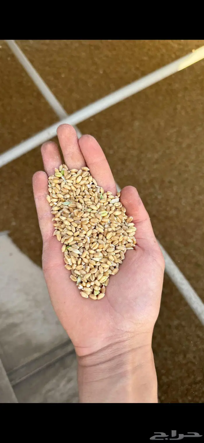 حصاده للبيع 2