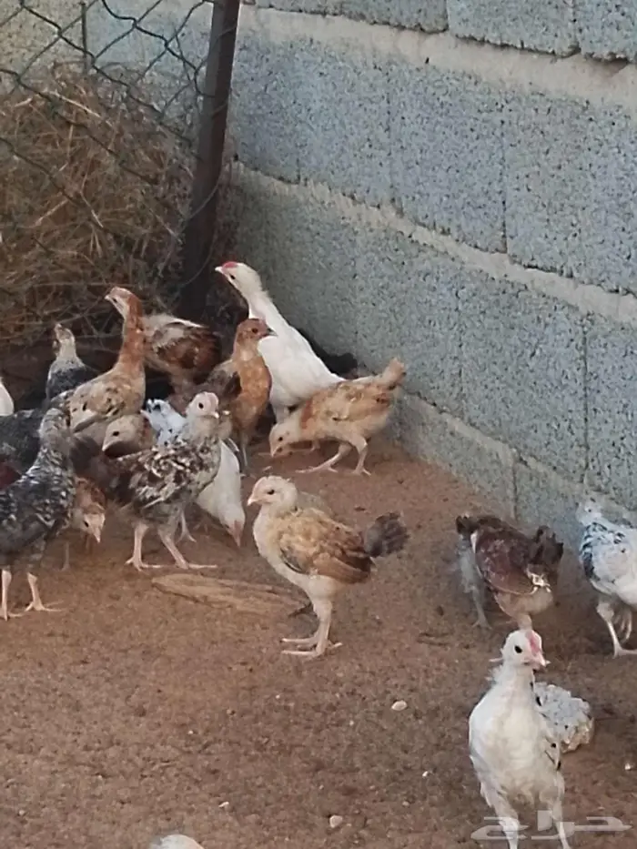 فروخ دجاج بلدي و تركي 3