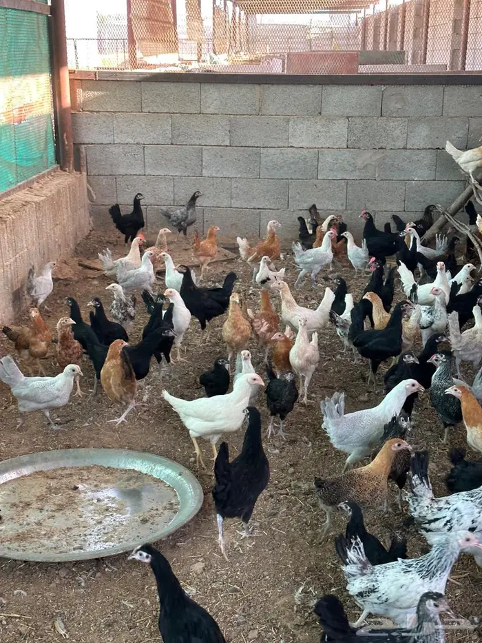 دجاج بشاير 0