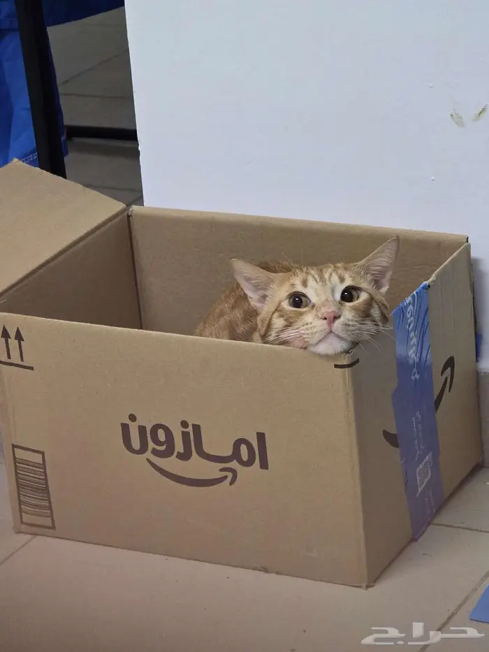 Cat for adoption 5