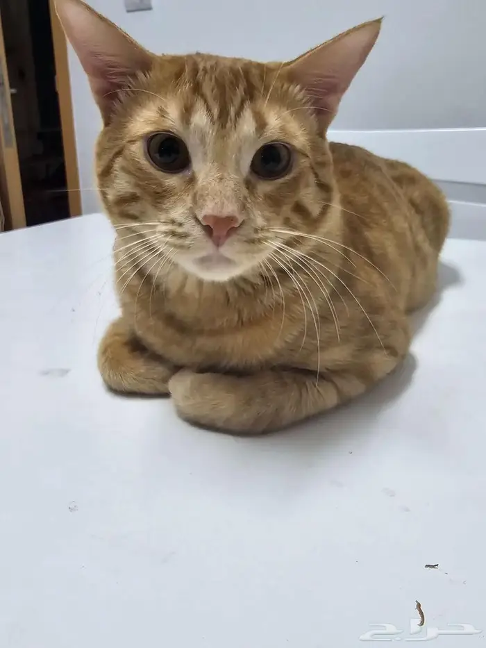 Cat for adoption 3