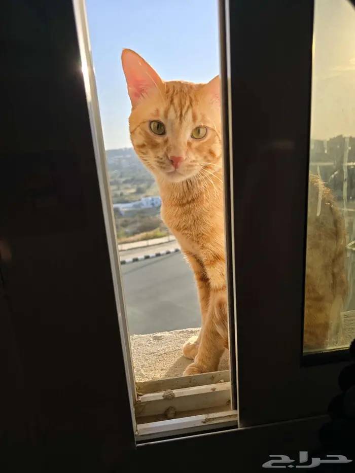 Cat for adoption 0