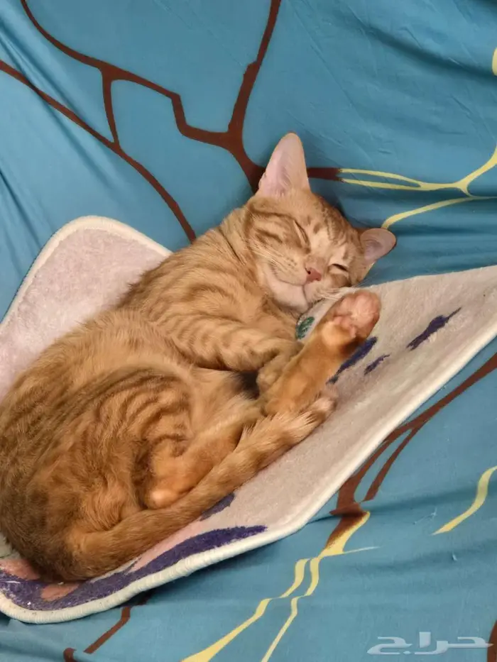 Cat for adoption 7