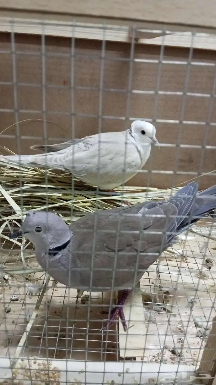 قماري ياكريم هولنديه 0