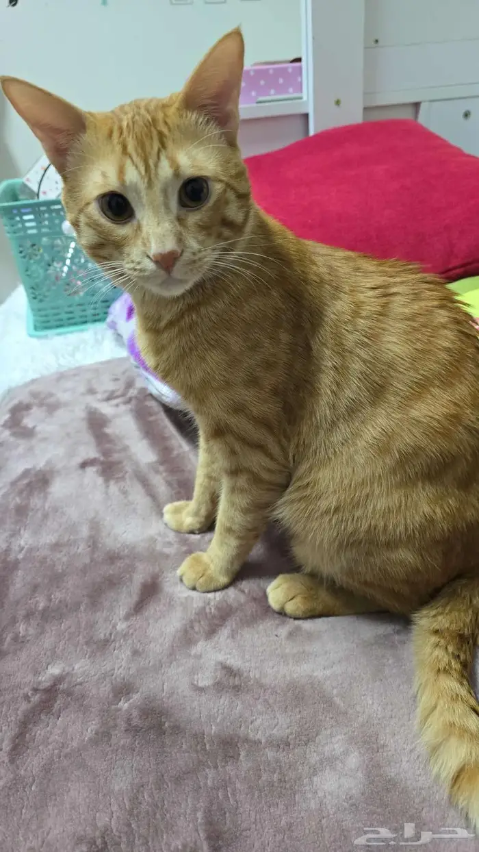 Cat for adoption 8