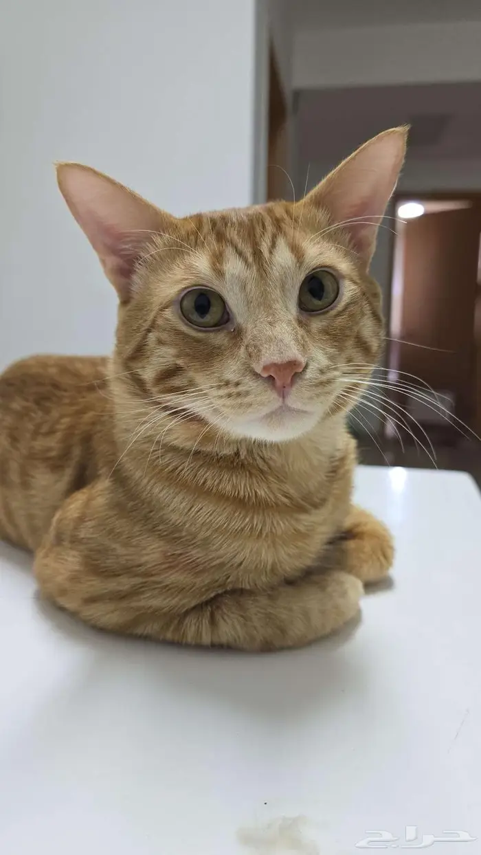 Cat for adoption 6