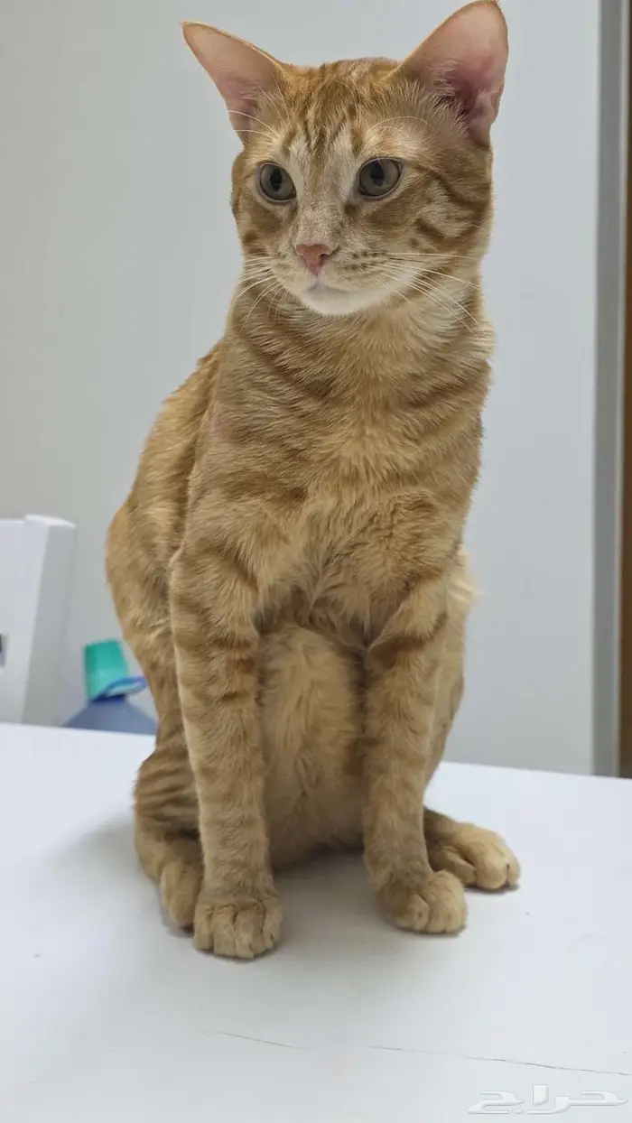 Cat for adoption 1
