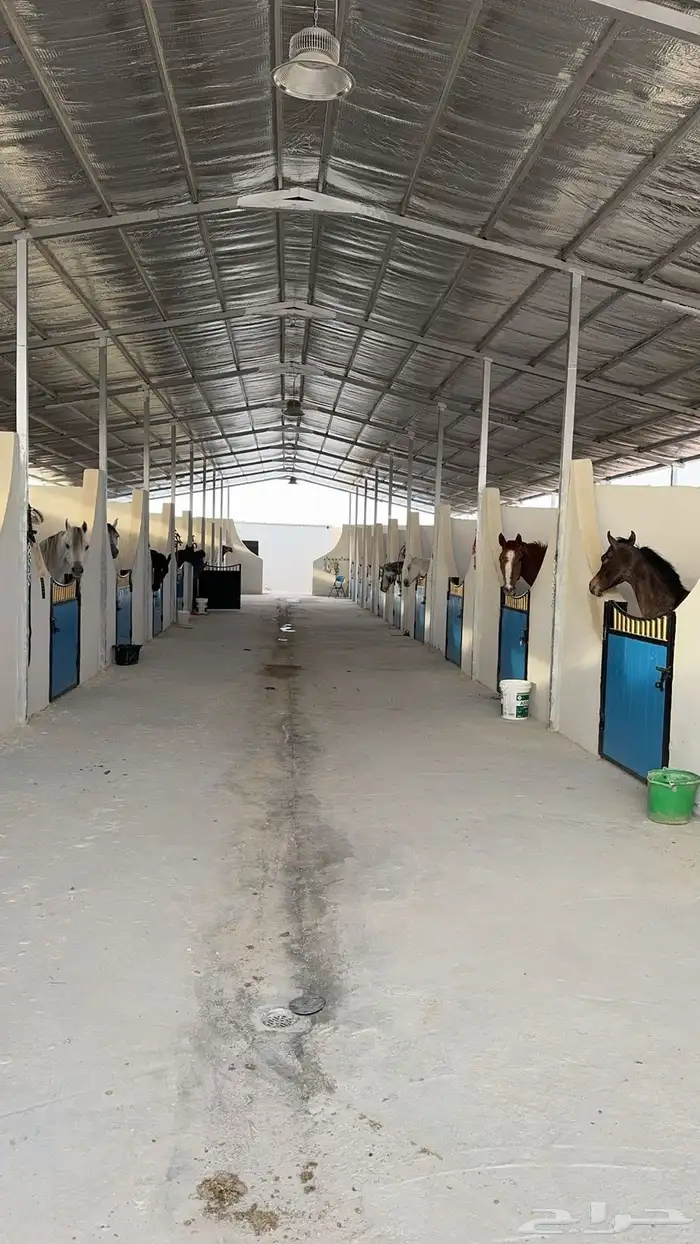 اسطبل و ايواء خيل وتصوير بالرياض 0