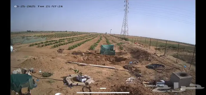 بيع فل بلدي الفاخر ابوعريش قرية رماده خلف الجربة 1